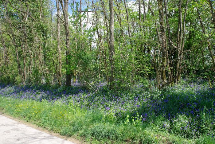 bluebells