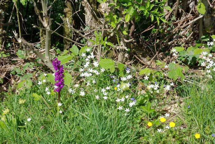 bloemen