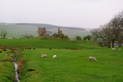 schapen en een ruïne in Schotland