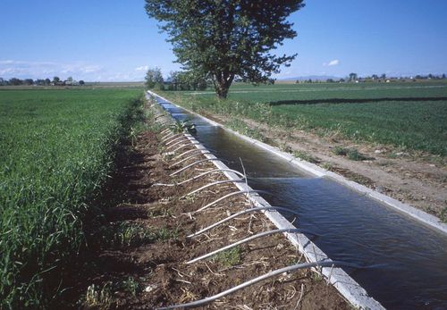 irrigation