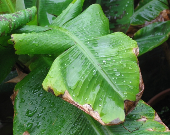 Raindrops on the banana-plant