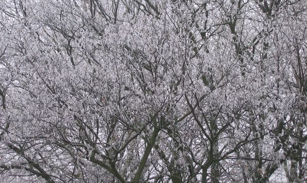 Branches with snow