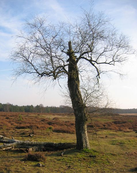 A tree at the heath