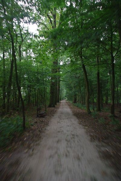 Bicycling on a path in the forest