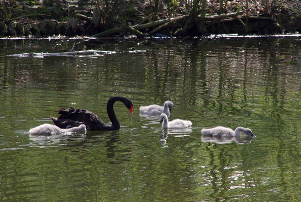 black swan with young