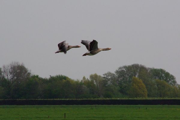 two flying geese