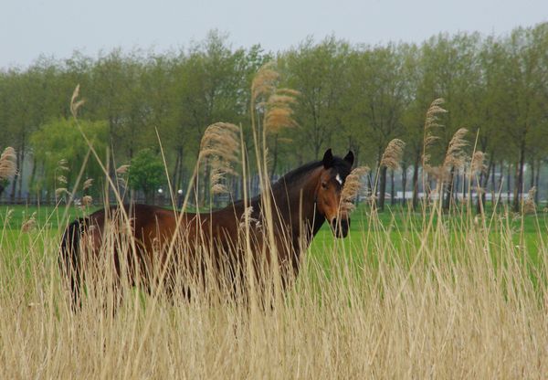 horse behind reed