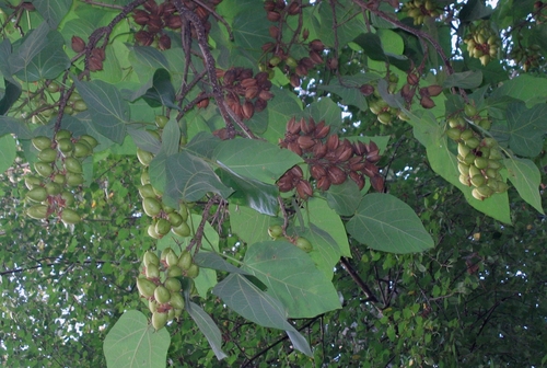 vruchten aan de boom boven onze tent