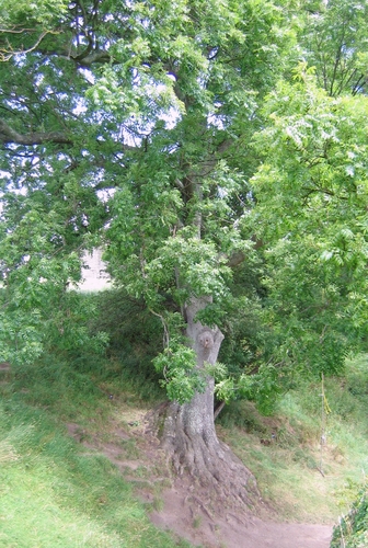 een boom nabij Pevensey Castle