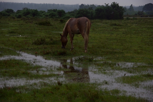 paard vlakbij het hotel