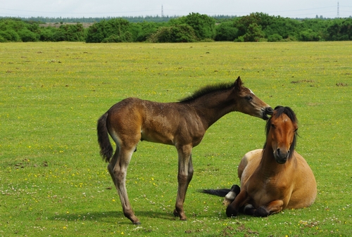 horse whisperer