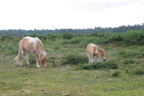 pony foal