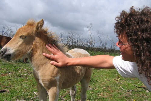 ponyveulen wordt geaaid