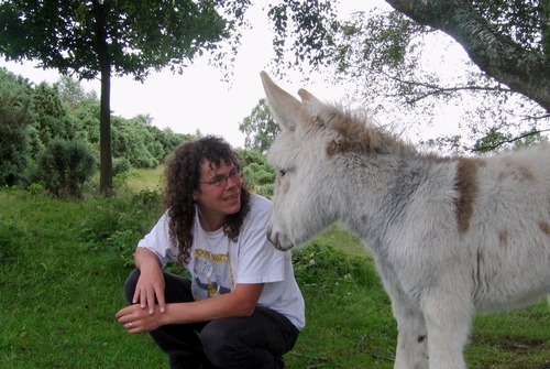 donkey foal