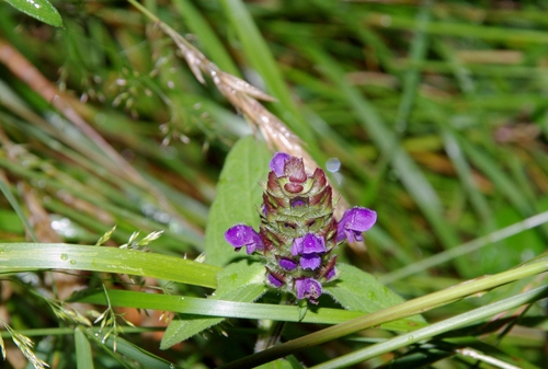 a flower