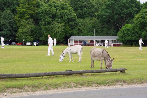 far fielders at cricket