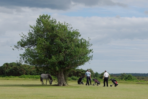 paard op een golfbaan