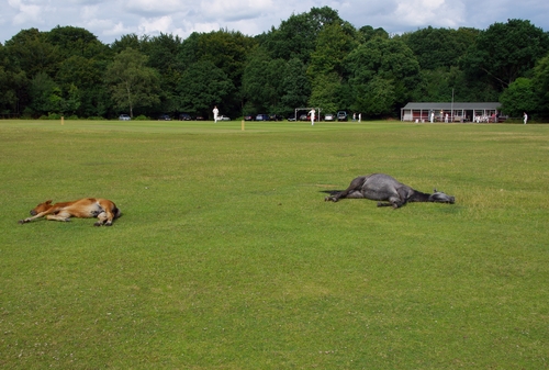 far fielders tired of playing