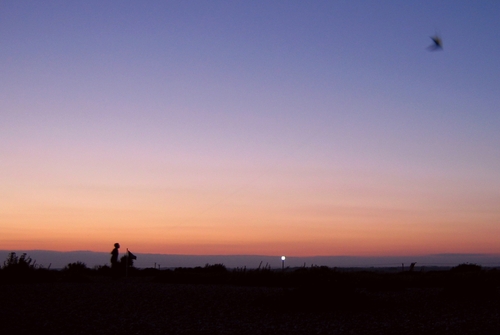 a kite on the beach