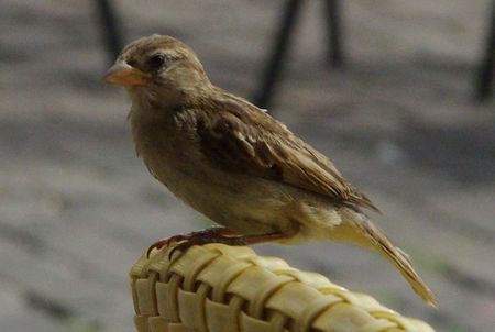 sparrow on a chair