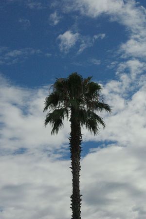 palm tree