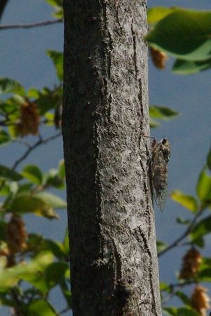 cicada