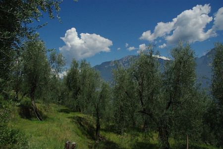 olive orchard