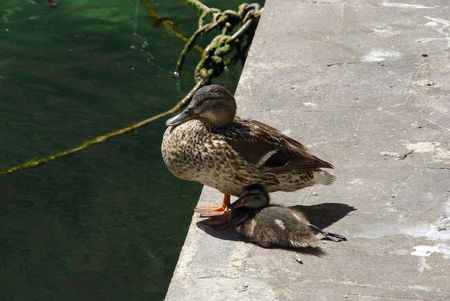 duckling underneath mother