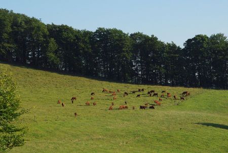 herd of Molkenrain's cows