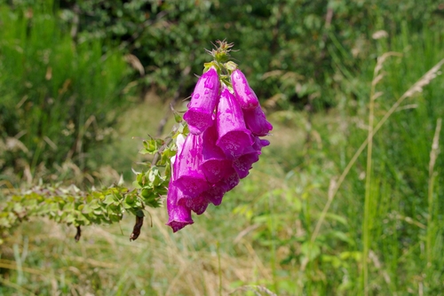 foxglove