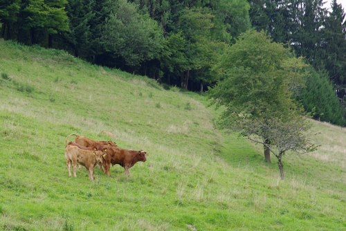 calves