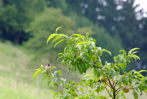 goldfinch