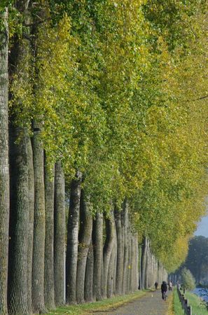 bomen langs het kanaal