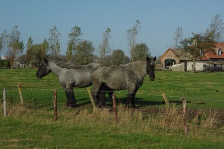 twee Belgische paarden