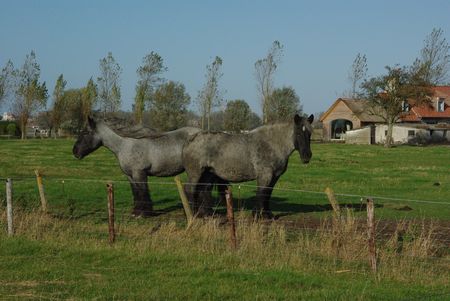 two Belgian horses