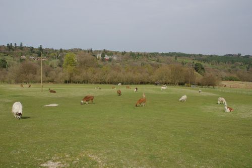 Lama's in een weiland