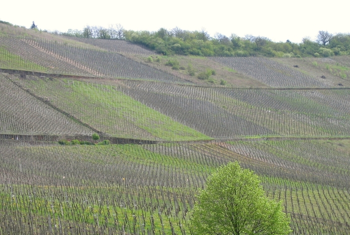 wijngaarden
