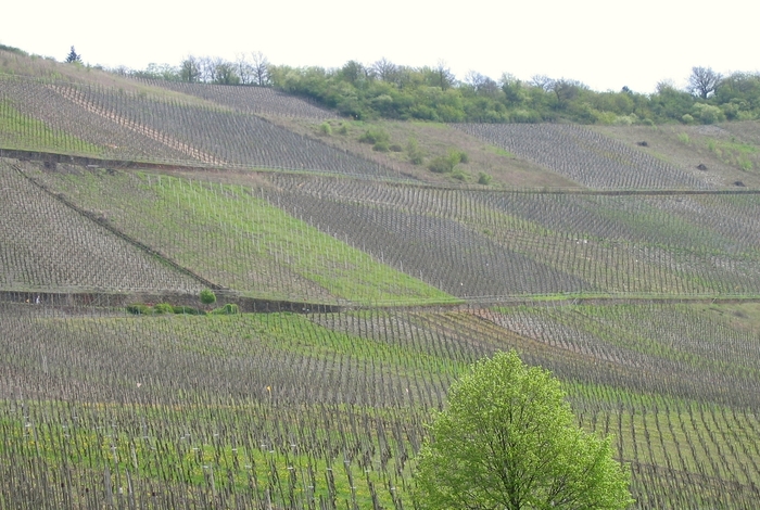 vineyards