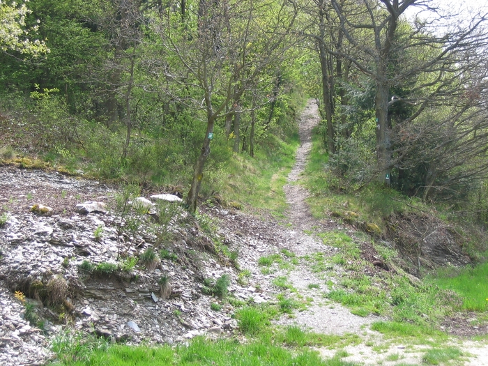 forest trail