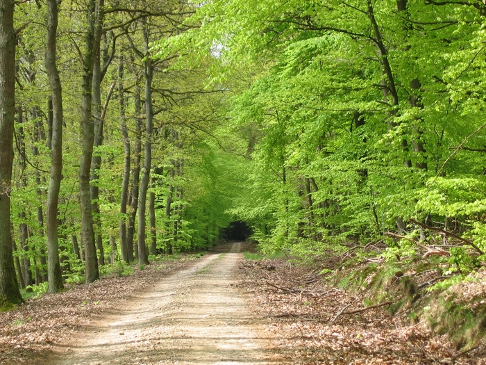 forest road