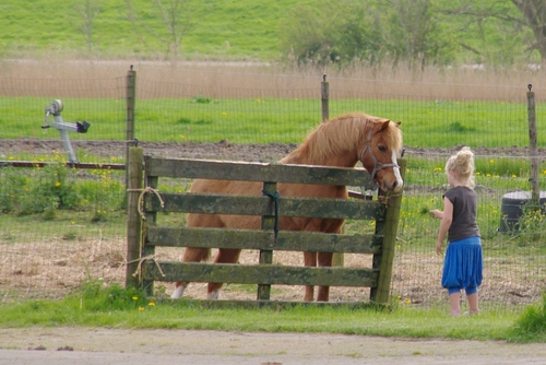 meisje voert paard