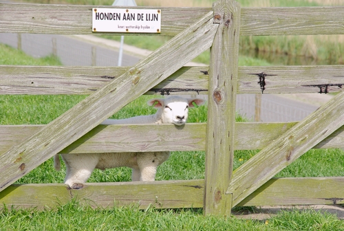 lamb behind a gate