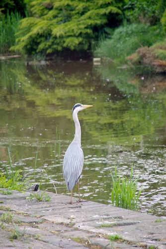 heron