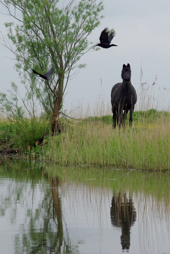 paard