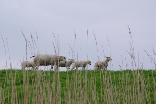 schaap en lammetjes