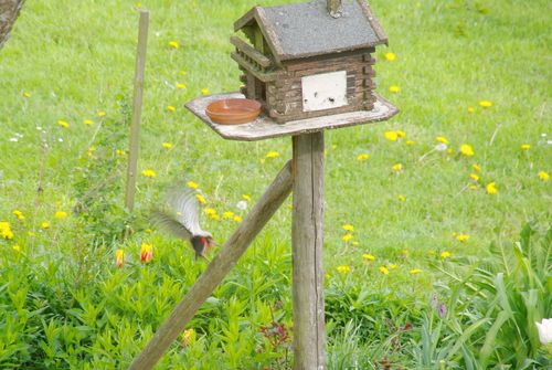 woodpecker flying away