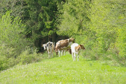 cows