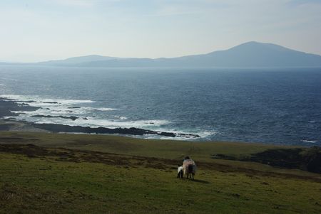 twee schapen kijken uit over zee