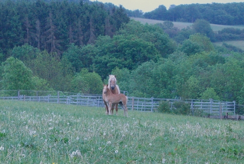 horse and her foal