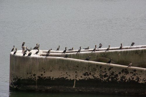 cormorants